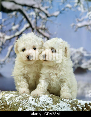 Bichon Frise Hunde, Welpen im Winter Stockfoto