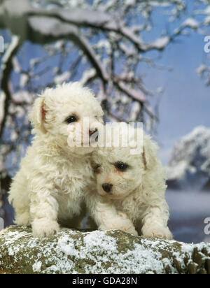 Bichon Frise Hunde, Welpen im Winter Stockfoto