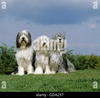 Bearded Collie, Gruppe sitzen auf Rasen Stockfoto