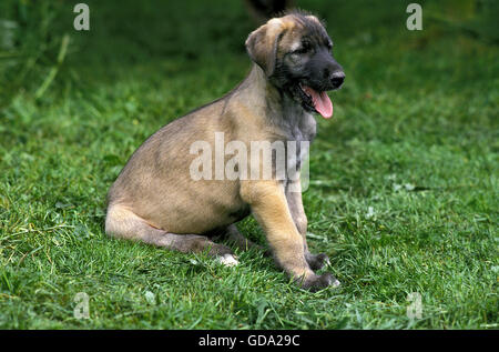 Irish Wolfhound, Welpen sitzen auf Rasen Stockfoto