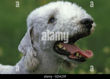 Bedlington Terrier, Porträt von Erwachsenen Stockfoto