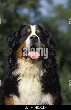 Berner Sennenhund, Porträt von Erwachsenen Stockfoto