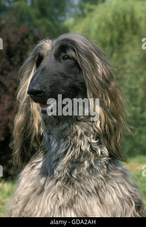 Afghanischer Windhund, Porträt von Erwachsenen Stockfoto