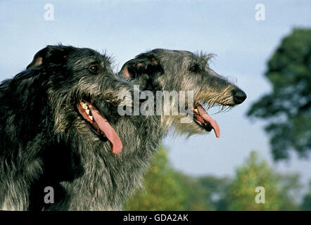 Irischer Wolfshund, Porträt von Erwachsenen mit Zunge heraus Stockfoto