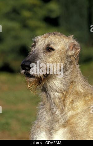Irischer Wolfshund, Porträt von Erwachsenen Stockfoto