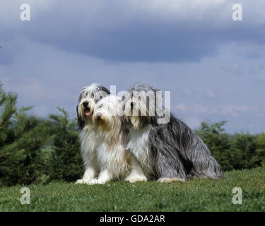 Bearded Collie, Hund auf Rasen sitzen Stockfoto