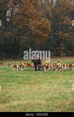 Fuchsjagd mit Poitevin Hunde Stockfoto