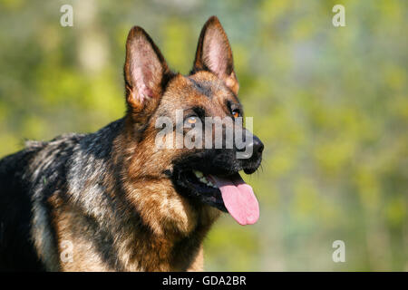 Deutscher Schäferhund, Porträt von Erwachsenen Stockfoto