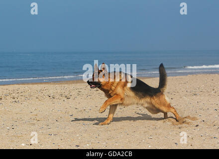 Deutscher Schäferhund, Männlich, laufen am Strand in der Normandie Stockfoto