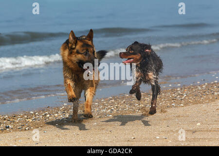 Deutscher Schäferhund, Männlich, spielen mit Brittany Spaniel, Strand in der Normandie Stockfoto