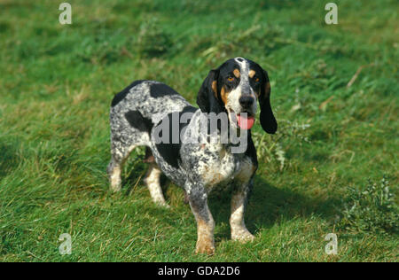 Blauer Basset der Gascogne oder Basset Bleu de Gascogne, Hund auf Rasen Stockfoto