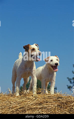 Jack Russel Terrier, Hund auf Stapel Stroh Stockfoto