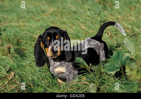 Basset Bleu de Gascogne Hund, Pup auf Rasen oder blauer Basset der Gascogne Stockfoto