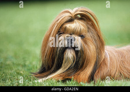 SHI TZU HUND, PORTRÄT VON ERWACHSENEN Stockfoto