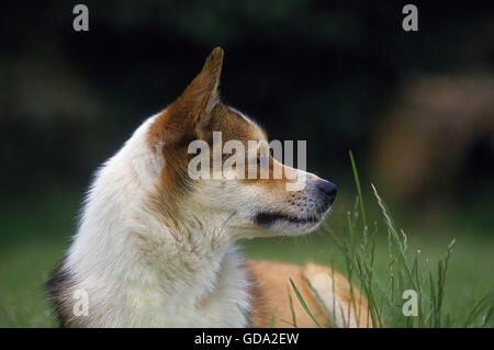Norwegisch Lundehund Spitz Stockfoto