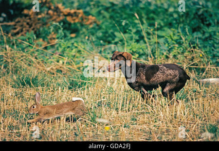 Deutscher Kurzhaariger Vorstehhund Jagd ein Kaninchen Stockfoto