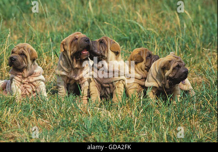 SHAR PEI HUNDE, WELPEN SITZEN AUF DEM RASEN Stockfoto