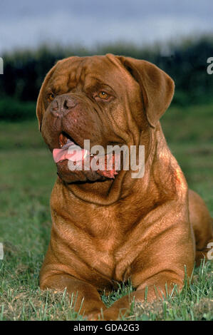 BORDEAUX-DOGGE HUND Stockfoto