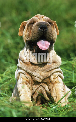 Shar Pei Hund, Welpe sitzen auf Rasen mit Zunge heraus Stockfoto