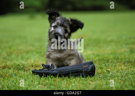 Skye Terrier, Welpe spielt mit Schuh Stockfoto
