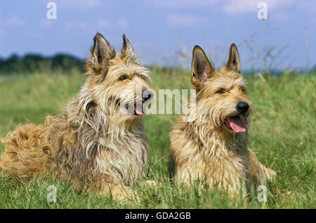 Picardie Schäferhund Verlegung auf Rasen Stockfoto