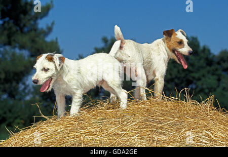 JACK RUSSELL TERRIER HUND, ERWACHSENE AUF STROH Stockfoto