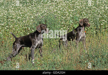 DEUTSCH KURZHAAR-POINTER, ERWACHSENE LANGE GRAS Stockfoto