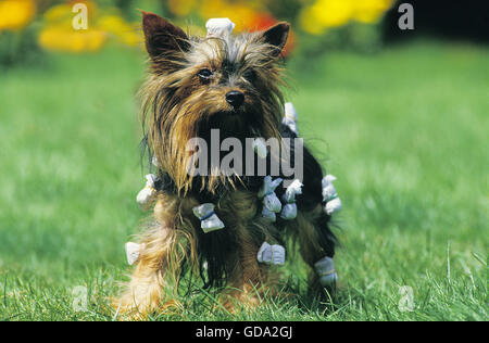 Yorkshire-Terrier, Pflege Stockfoto