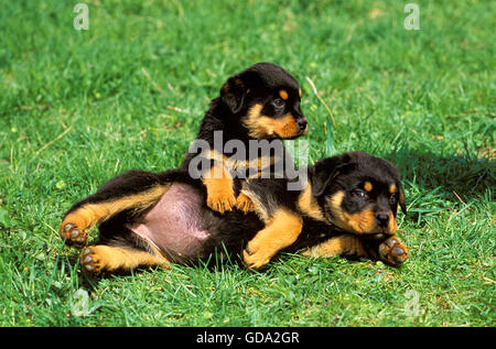 ROTTWEILER HUND, WELPEN SPIELEN AUF RASEN Stockfoto