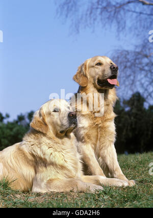 Golden Retriever Hund, Erwachsene auf Rasen Stockfoto