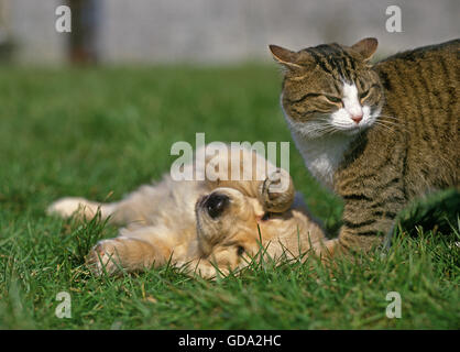 Goldene Reviever Pup spielen mit Hauskatze Stockfoto