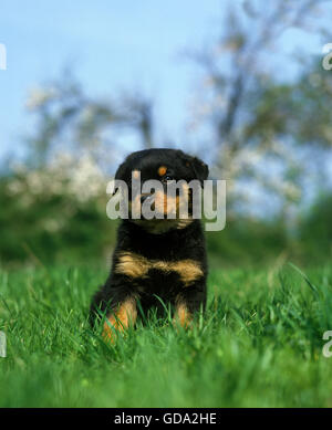 Rottweiller Hund, Welpe auf dem Rasen sitzen Stockfoto