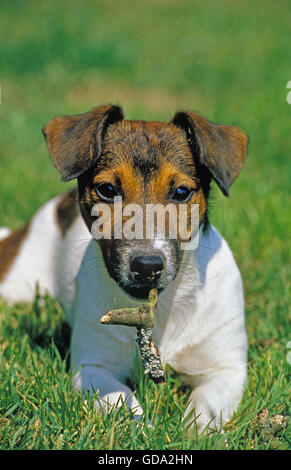 Jack Russel Terrier, Erwachsenen Verlegung auf Rasen, spielen mit einem Stick Holz Stockfoto