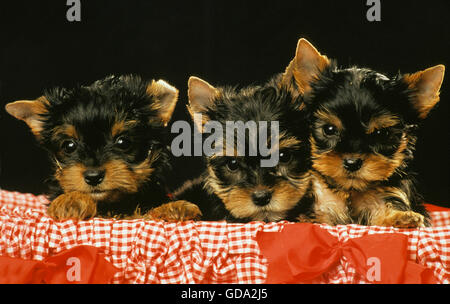 Yorkshire-Terrier Welpen im Korb Stockfoto