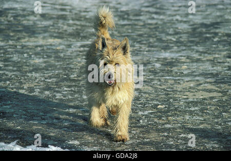Picardie Schäferhund, Erwachsenen zu Fuß Stockfoto