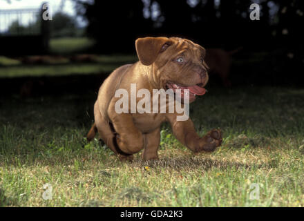 Bordeaux-Dogge Hund, Welpe läuft Stockfoto