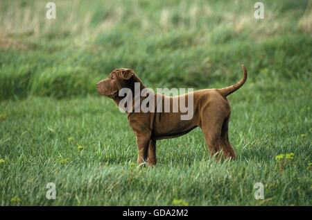 Shar-Pei Hund, Erwachsene auf Rasen Stockfoto