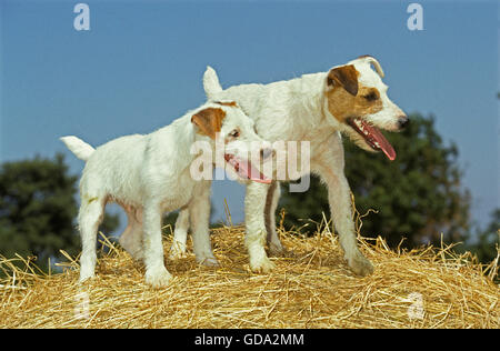 Jack Russel Terrier, Erwachsene auf he Stockfoto