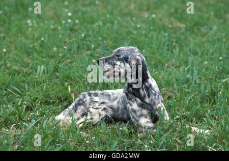 English Setter Hund, Erwachsenen Verlegung auf Rasen Stockfoto