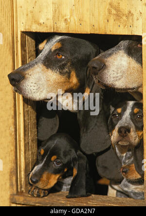 Blauer Basset der Gascogne oder Basset Bleu de Gascogne, Köpfe aus Kennel Stockfoto