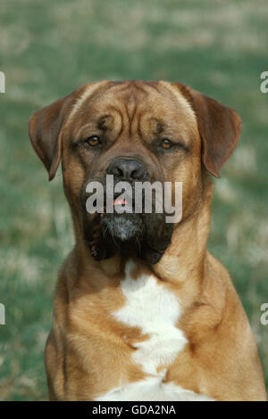 Porträt von Bordeaux-Dogge Hund Stockfoto