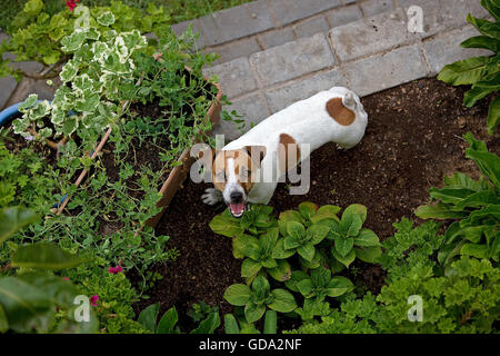 JACK-RUSSELL-TERRIER IN EINEM GARTEN Stockfoto