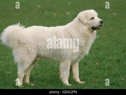 POLNISCHEN TATRA SCHÄFERHUND, ERWACHSENE AUF GRASLAND Stockfoto