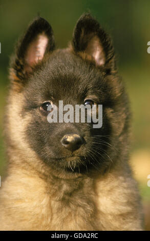 TERVUEREN ODER BELGISCHEN SCHÄFERHUND, PORTRÄT VON PUP Stockfoto