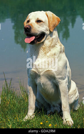 GELBEN LABRADOR RETRIEVER, MÄNNLICH, SITZEN IN DER NÄHE VON WASSER Stockfoto