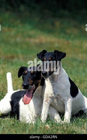 SMOOTH FOX TERRIER, ERWACHSENE AUF GRASLAND Stockfoto