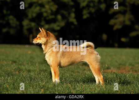 Shiba Inu Hund auf Wiese Stockfoto