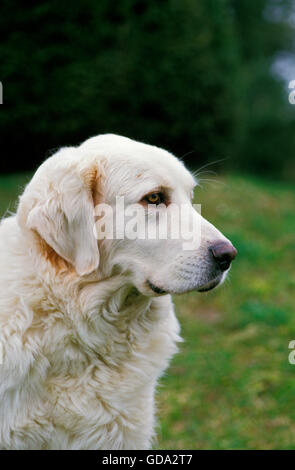 Polnischen Tatra Schäferhund, Portrait des Hundes Stockfoto