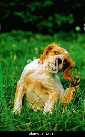 Brittany Spaniel, Welpe Scractching Stockfoto