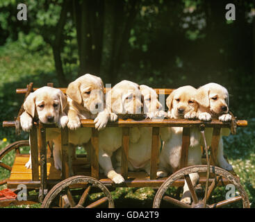 Gelber Labrador Retriever Hund, Welpe in Warenkorb Stockfoto